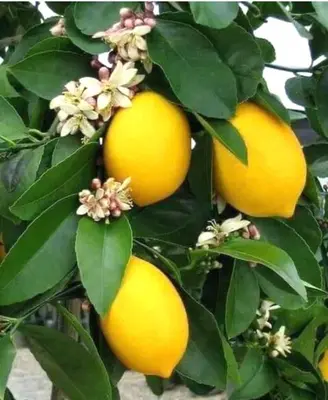 a bunch of yellow lemons on a tree at Petra EcoStay in Wadi Musa