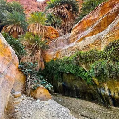 a garden with palm trees and plants on a rock at Dana Valley Tourism Hotel in Dana