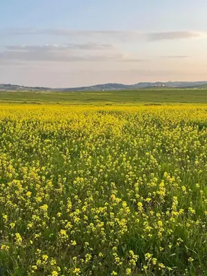 a field full of yellow flowers in a field at Reef Palace - Rihab قصر الريف - رحاب in Al Manshīyah
