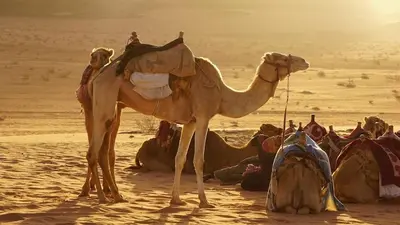 a camel in the desert with a group of people at Wadi Rum ZAAD luxury Camp in Wadi Rum