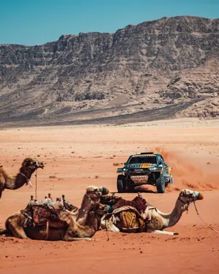 a jeep driving through a desert with camels at Wadi Rum Hala camp in Wadi Rum
