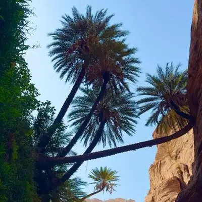 a group of palm trees in front of a cliff at Jordan trail from dana to petra in Dana