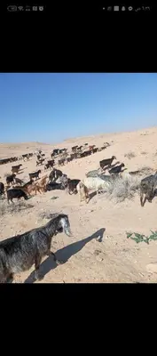 a group of animals standing in the sand at Dana to explore Bedouin life in Dana