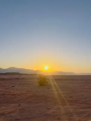 a sunset in the desert with a bush in the foreground at calm Rum in Wadi Rum
