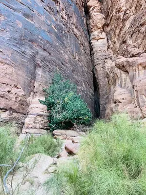 a rock wall with a plant growing in it at calm Rum in Wadi Rum