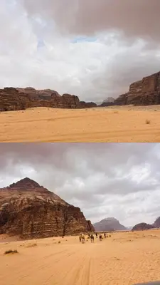 a group of animals walking through the desert at calm Rum in Wadi Rum