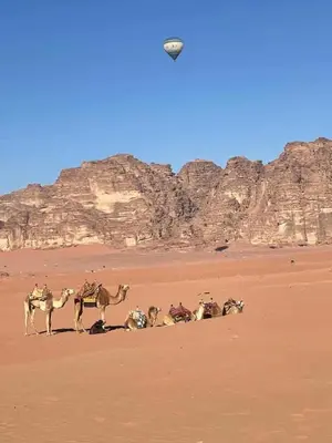 a group of camels walking in the desert at Desert Sands Camp Wadi Rum in Wadi Rum