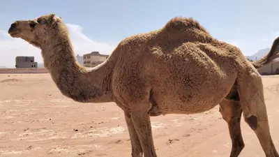 a camel standing in the sand in the desert at Suleman Bedouin Life Camp in Wadi Rum