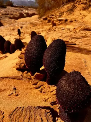 a group of objects sitting in the sand on a beach at Suleman Bedouin Life Camp in Wadi Rum