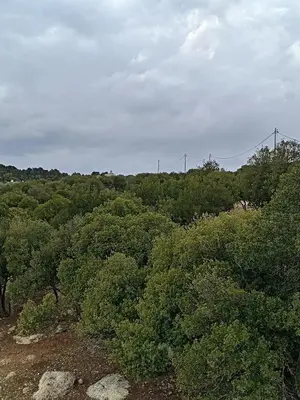 an overhead view of trees with a bridge in the background at Munifah Grand Hills Chalet and Farm in Jurf ad Darāwīsh