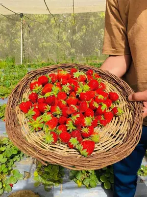 a person holding a basket of red strawberries at ام القطين لونج in Umm al Qiţţayn