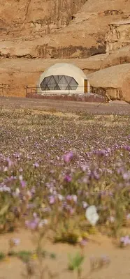 a field of purple flowers in front of a building at Eram camp in Jurf ad Darāwīsh