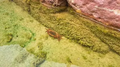 a lizard is sitting on the moss on the ground at Dana Village experience hotel in Dana
