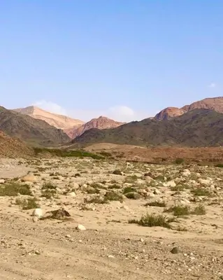 a desert field with mountains in the background at Dana Village experience hotel in Dana
