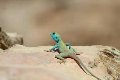 a lizard sitting on top of a rock at Camping in Dana in At-Tafilah