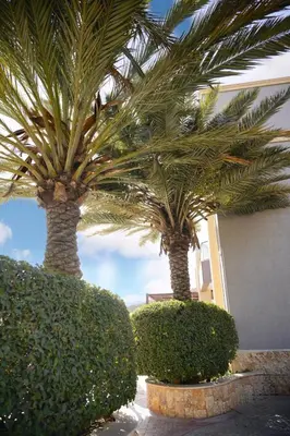 two palm trees in front of a building with bushes at Luxurious private villa in Mahis in Māḩiş