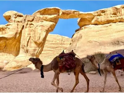 two camels walking in the desert near some rocks at مخيم نجوم رم in Maḩaţţat Dīsah