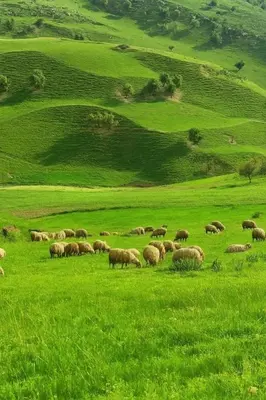 a herd of sheep grazing in a green field at Beit Ahlam Quiet Duplex Villa with Terrace and Scenic View near Umm Qais Ruins in Um Qeis