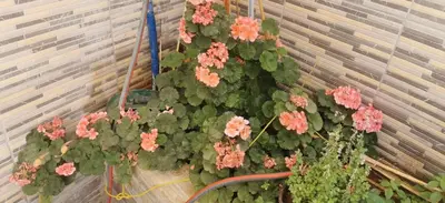 a bunch of flowers hanging from a wall at A large, fully furnished Apartment in Amman