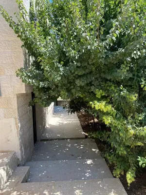 a tree with white flowers on a sidewalk at Monani in Amman