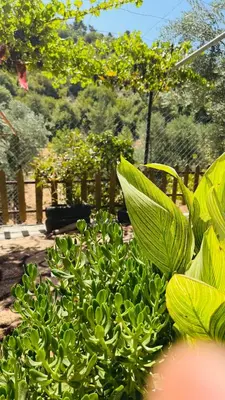 a group of green plants in a garden at شقة مفروشة في عجلون in Ajloun