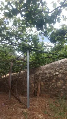 a tree with a root system in front of a stone wall at عجلون in Ajloun