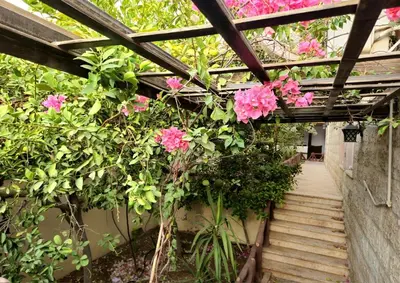 a garden with pink flowers and a wooden walkway at Red Sea Pearl Luxury Villa in Aqaba in Aqaba