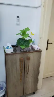 a plant sitting on top of a wooden cabinet at العقبه in Aqaba