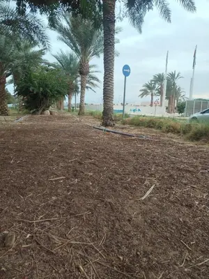 a dirt field with palm trees on a beach at Aqaba in Aqaba