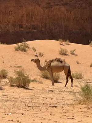 a camel standing in the sand in the desert at cave under the stars in Wadi Rum