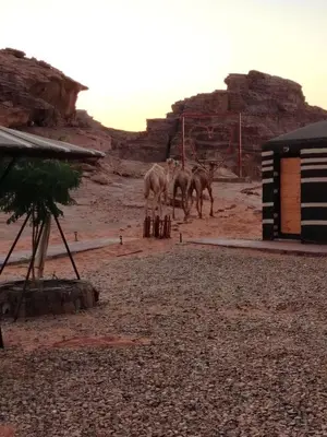 a group of horses standing in the desert at مخيم علاء in Wadi Rum