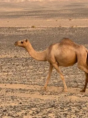 a camel walking in the desert at مخيم علاء in Wadi Rum