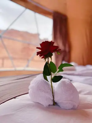 a red rose sitting on top of a bed at Suleman Camp in Wadi Rum