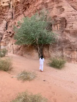 a person walking in front of a tree in the desert at Sahara Camp Wadi Rum in Wadi Rum