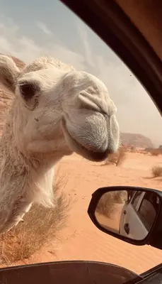 a camel looking out the window of a car at Nomads Heaven in Disah