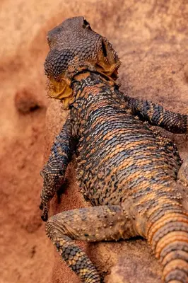 a lizard is laying on top of a rock at Bedouin Secret Cave in Wadi Rum