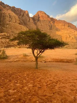 a tree in the middle of a desert with a mountain at Stars light tent wadi rum in Wadi Rum