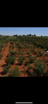 a field with trees and bushes on a dirt road at Villa Qsai alnerat in Riḩāb