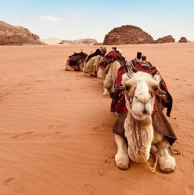 a group of animals laying in the desert at Wadi rum fun time in Wadi Rum