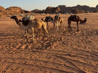 a group of camels standing in the desert at Wadi rum fun time in Wadi Rum