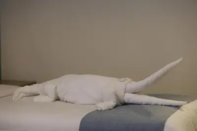 a white cat laying on top of a bed at Mariam Economy Hotel in Aqaba