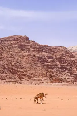 two dogs walking on the sand in front of a pyramid at Magic Cave Night Tours in Wadi Rum