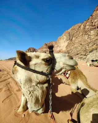 a camel laying in the sand in the desert at Bedouin Whispers Camp wadirum in Wadi Rum