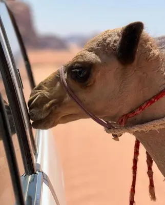 a camel sticking its head out of a car window at Luxury Wadi Rum Camp in Wadi Rum
