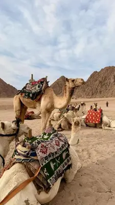 a group of camels sitting in the desert at الشاكرية in Disah
