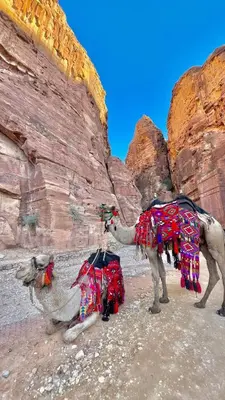 a camel standing in the desert near a cliff at الشاكرية in Disah
