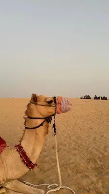 a camel on the beach with a bottle in its mouth at Camel riding trip in Disah