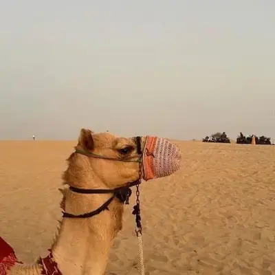 Camel riding trip