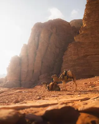 a camel and a camel laying in the desert at A luxurious experience under the stars of Wadi Rum in Wadi Rum