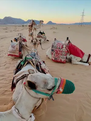 a group of animals laying in the desert at Star Gate Camp in Wadi Rum